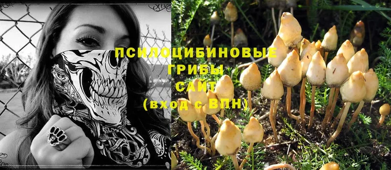 Псилоцибиновые грибы Cubensis  Кущёвская 